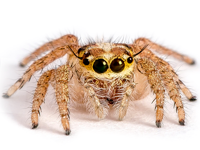 Bold Jumper spider with black body and colorful markings ready to pounce on prey